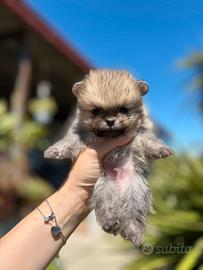 Cucciolo mini pomerania spitz pedigree