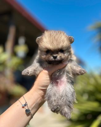 Cucciolo mini pomerania spitz pedigree