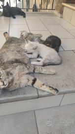 Gattini europei