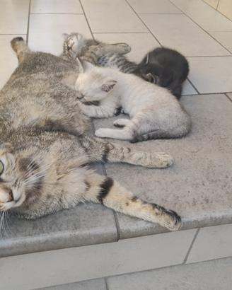 Gattini europei