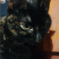 Gattina Akela un anno e mezzo dolcissima