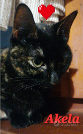 Gattina Akela un anno e mezzo dolcissima