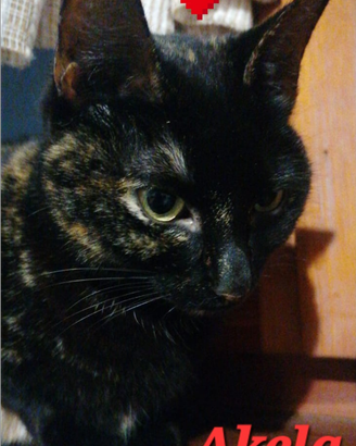 Gattina Akela un anno e mezzo dolcissima