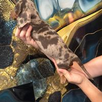 Cuccioli di bassotto arlecchino cioccolato