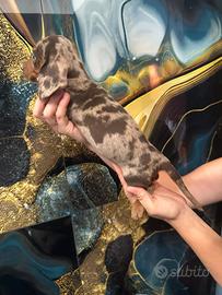 Cuccioli di bassotto arlecchino cioccolato