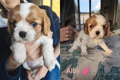 Cuccioli di Cavalier King Charles Spaniel - Genova