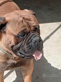 Bullmastiff