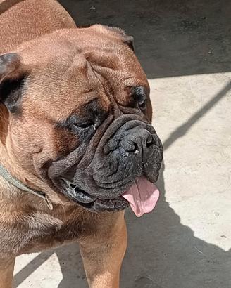 Bullmastiff