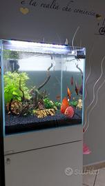 Acquario 