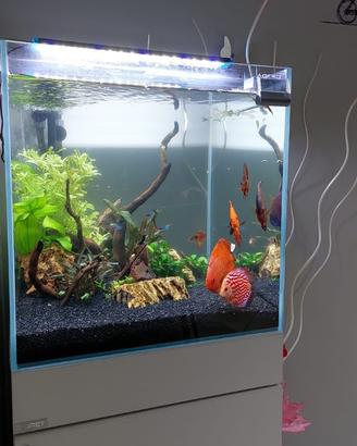 Acquario 