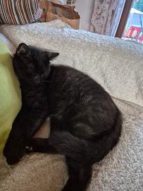 gatto 