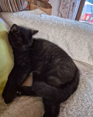 gatto 