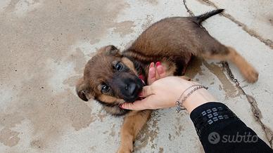 Cucciola malinois