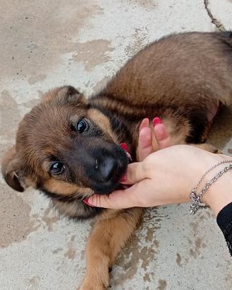 Cucciola malinois