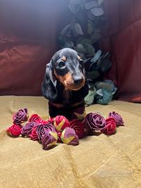 Cuccioli bassotto kaninchen/nani