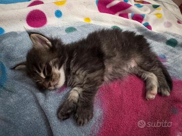 Maine Coon cuccioli