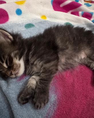 Maine Coon cuccioli
