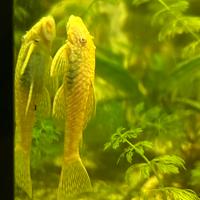 Ancistrus albini avannotti con omaggio