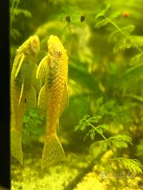 Ancistrus albini avannotti con omaggio