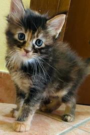 CUCCIOLE MAINE COON pelo SHADED pedigree 3 rate