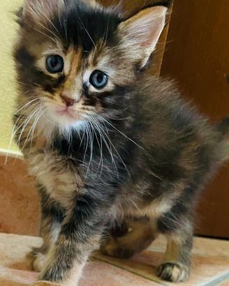 CUCCIOLE MAINE COON pelo SHADED pedigree 3 rate