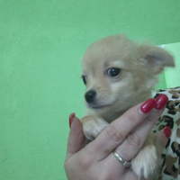 Ultimissimo cucciolo chihuahua a pelo lungo