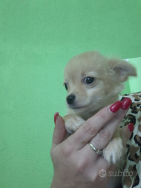 Ultimissimo cucciolo chihuahua a pelo lungo