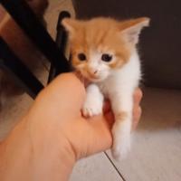 Gattini vari colori