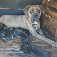 Cane corso
