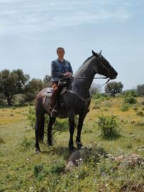 Cavallo Sudamericano