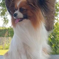 Espagnuel nano continentale papillon per monta