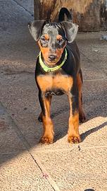 Cucciolo di pinscher nano