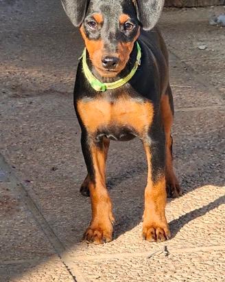Cucciolo di pinscher nano