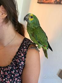 Pullo amazzone