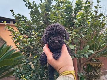 Barboncino toy nero maschio