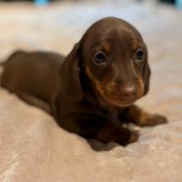 Cuccioli bassotto Pedigree Enci