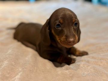 Cuccioli bassotto Pedigree Enci