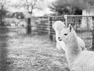Lana di Alpaca