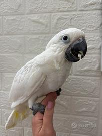 Baby cacatua Alba
