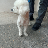 Barboncino per monta