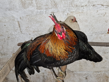 Galli allevati all'aperto