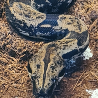 Boa constrictor imperator