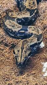 Boa constrictor imperator