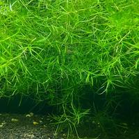 Najas Guadalupensis Guppy grass con omaggio