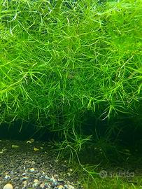 Najas Guadalupensis Guppy grass con omaggio