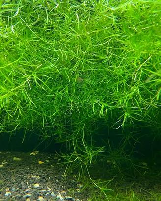 Najas Guadalupensis Guppy grass con omaggio