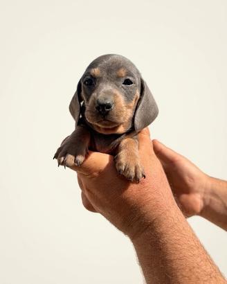 Cuccioli di bassotto color blu