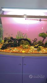 Acquario New R 390 vetro curvo 150 litri