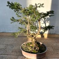 Abete pre bonsai