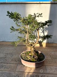Abete pre bonsai